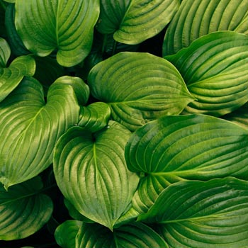 Close-up view of hosta leaves